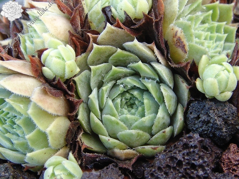 marmoreum ssp. erythraeum