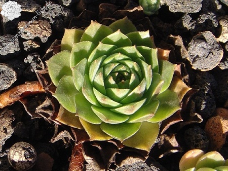 marmoreum ssp. marmoreum from Brasov