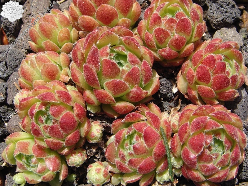 minutum (hirtella)