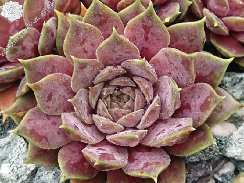 marmoreum ssp. erythraeum from Jundola-Pashovi