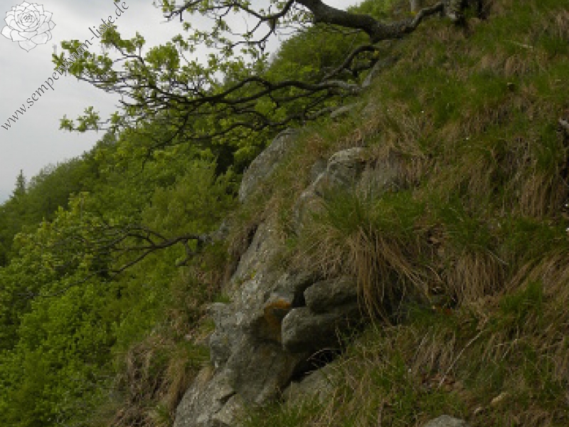 wulfenii ssp. juvanii from Donačka gora