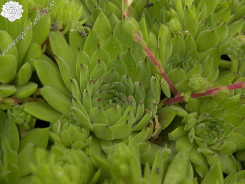 marmoreum ssp. reginae-amaliae (macedonicum) from Stogovo planina