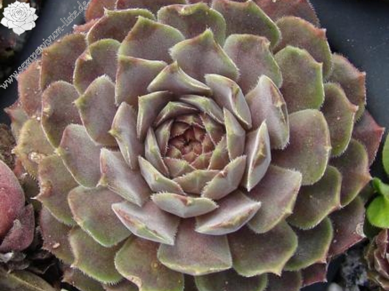 marmoreum ssp. erythraeum from Rilagebirge (Typ PH1354)