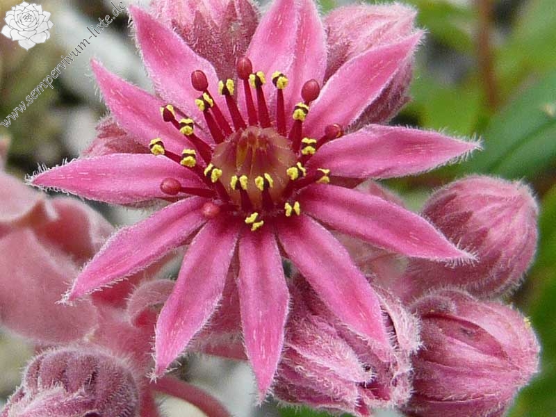 marmoreum ssp. erythraeum from Rilagebirge