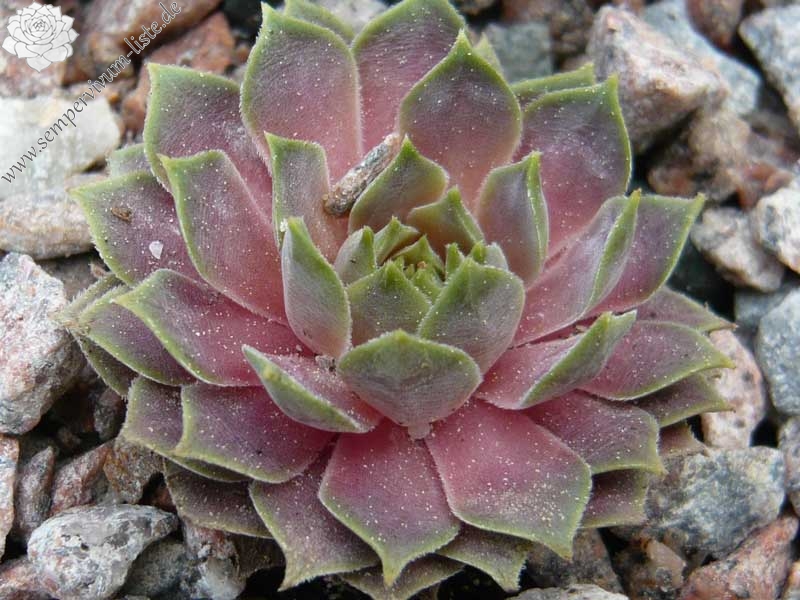 marmoreum ssp. erythraeum from Rilagebirge