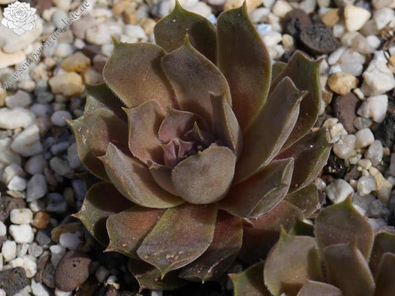 marmoreum ssp. reginae-amaliae (degenianum)