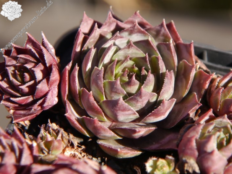 tectorum var. tectorum (rhenanum)
