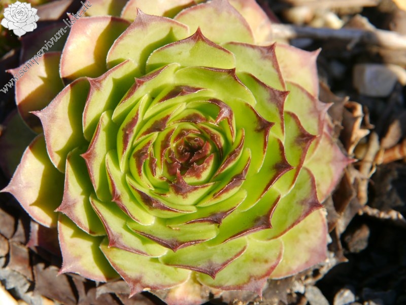 tectorum var. tectorum (royanum)