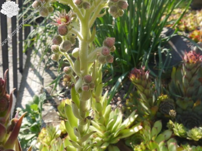 tectorum var. tectorum (royanum)