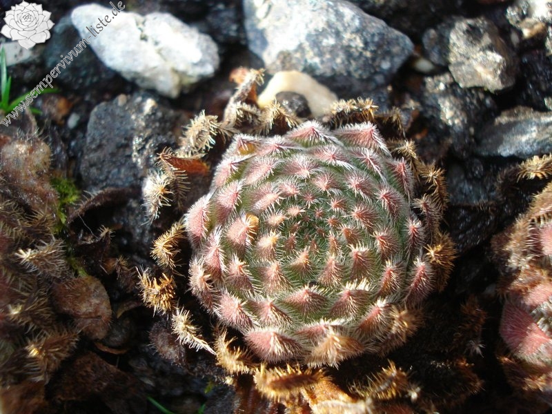 valesiacum