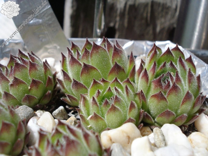 valesiacum