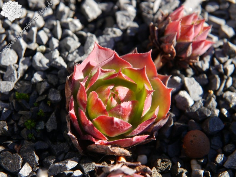 wulfenii from Riegersburg