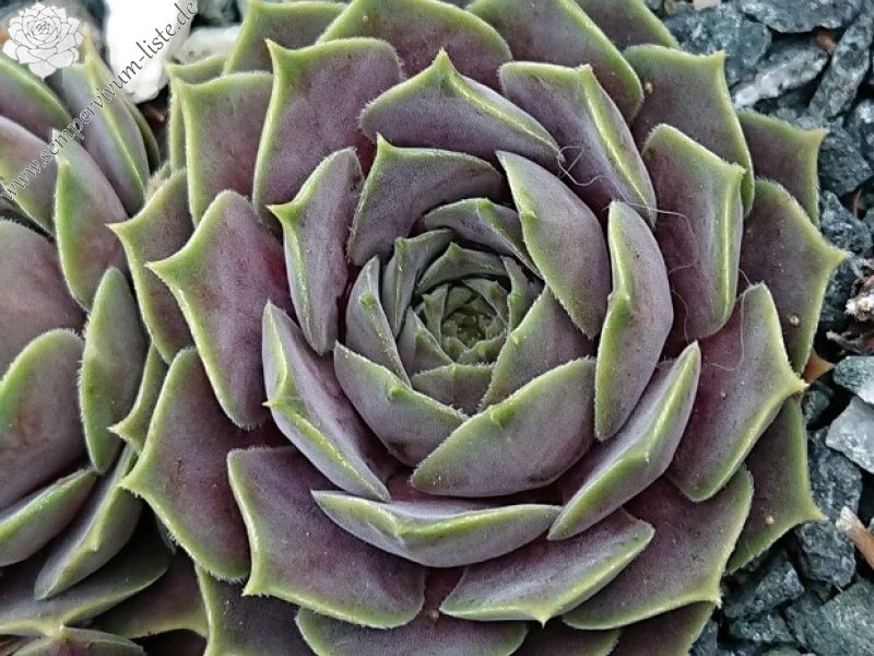 marmoreum ssp. erythraeum from Rilagebirge