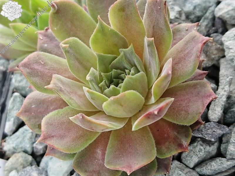 marmoreum ssp. erythraeum