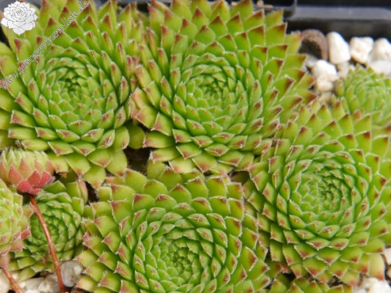thompsonianum