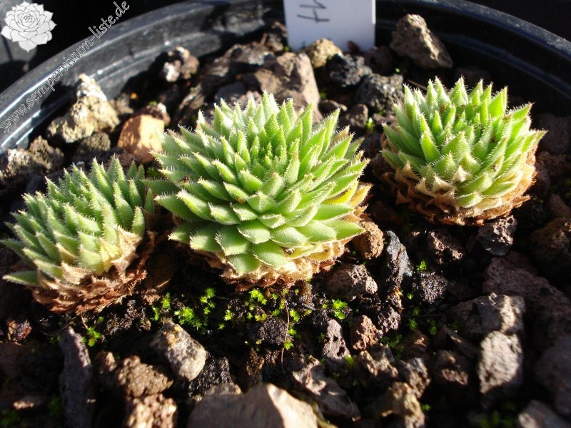 thompsonianum