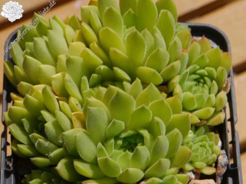 transcaucasicum x S. caucasicum (cf.) from Spitak