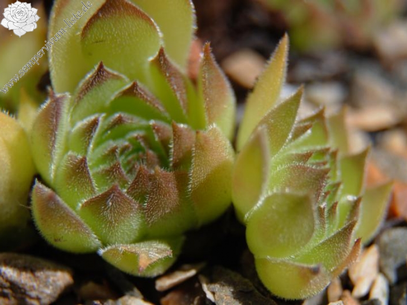 marmoreum ssp. matricum