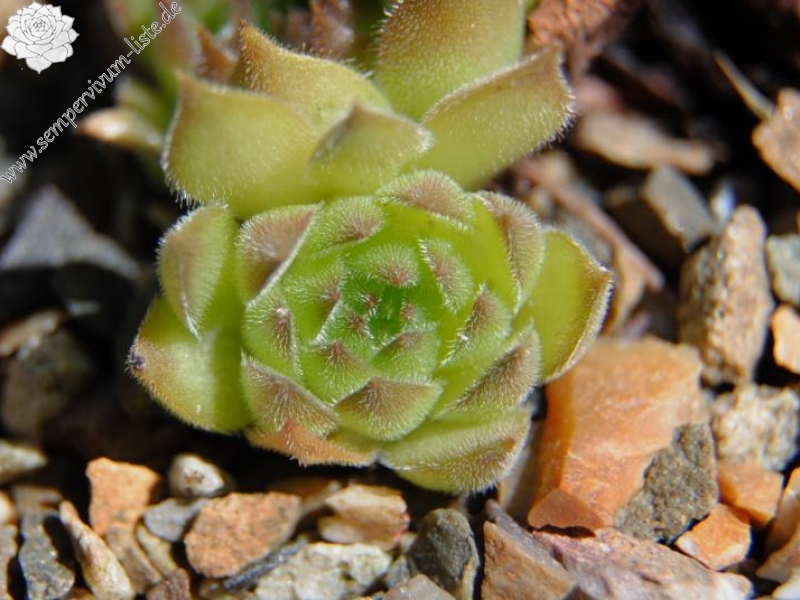 marmoreum ssp. matricum