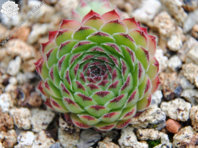 tectorum var. arvernense (italicum) from Monte Semprevisa