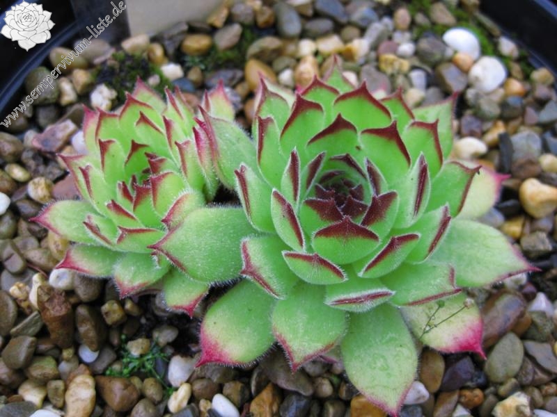 marmoreum ssp. matricum