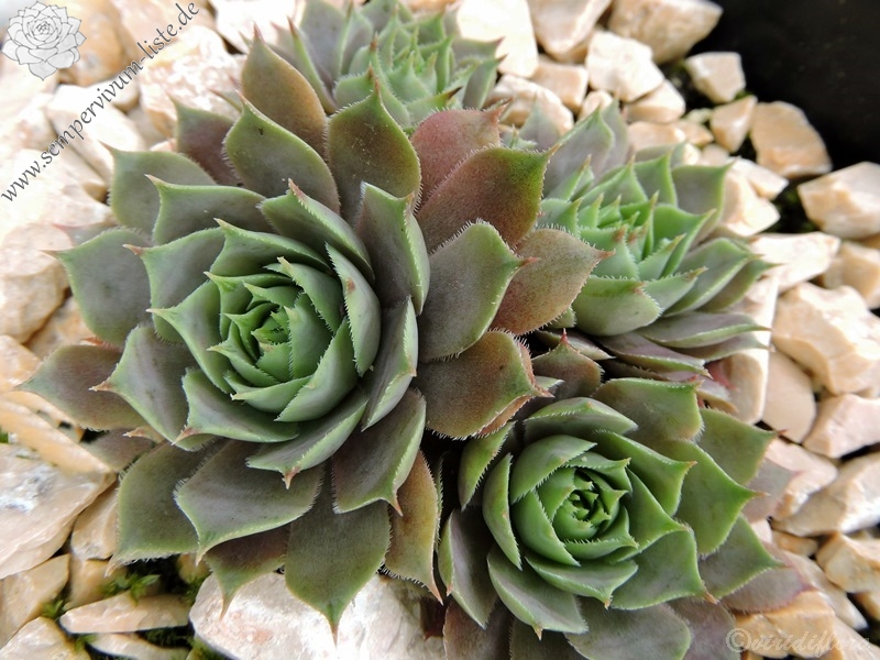 Aemilianus