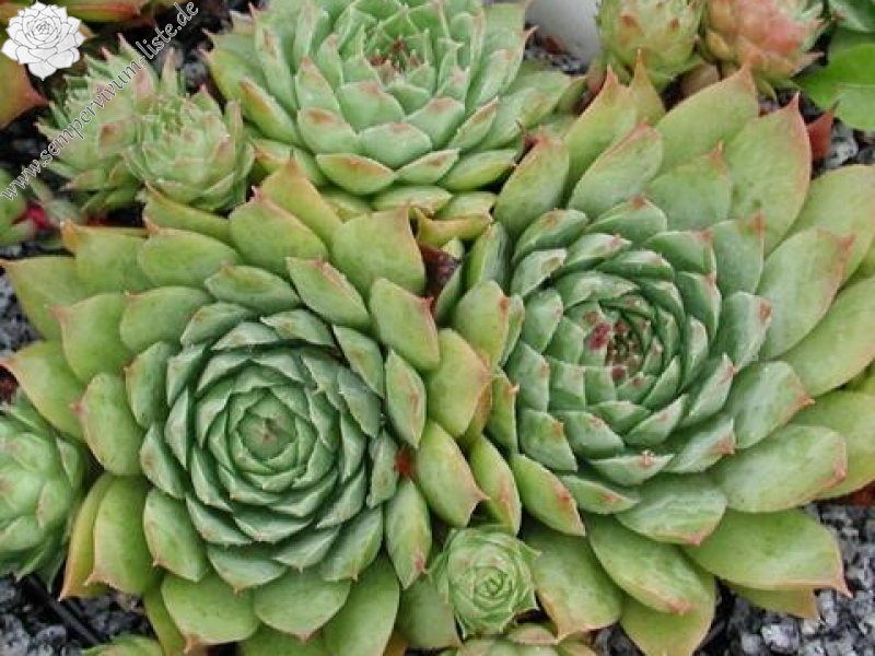 tectorum var. tectorum (alpinum) from Chambara