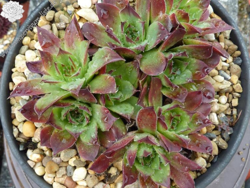 Alice du Pont / Jovi