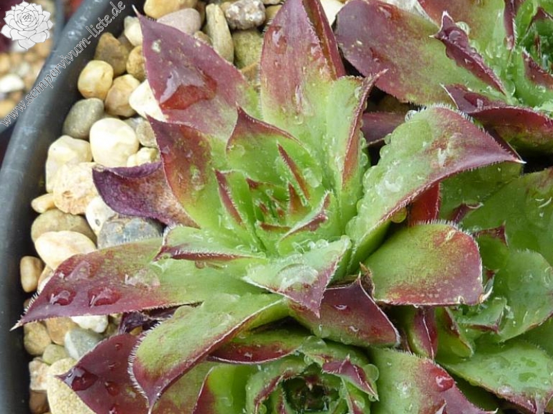 Alice du Pont / Jovi