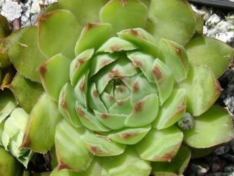 tectorum var. tectorum (alpinum) from Chambara