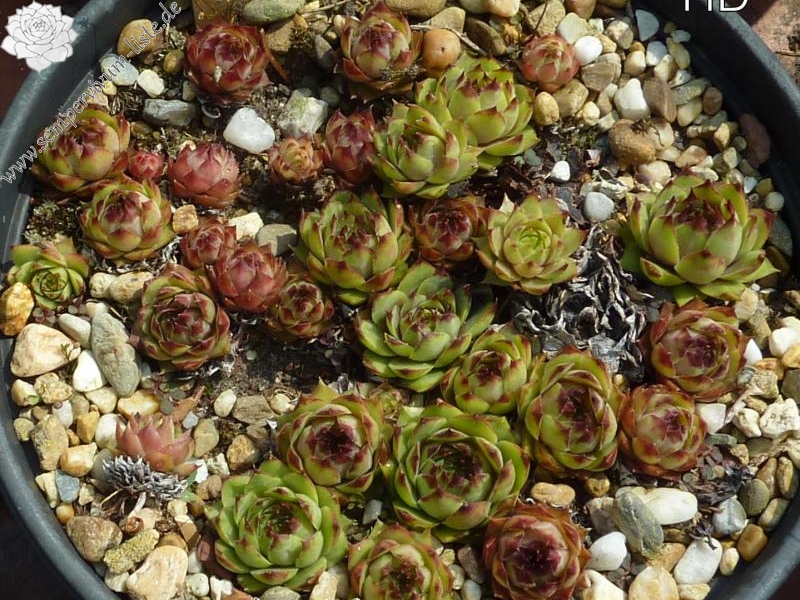 tectorum var. tectorum (alpinum) from Strelapass