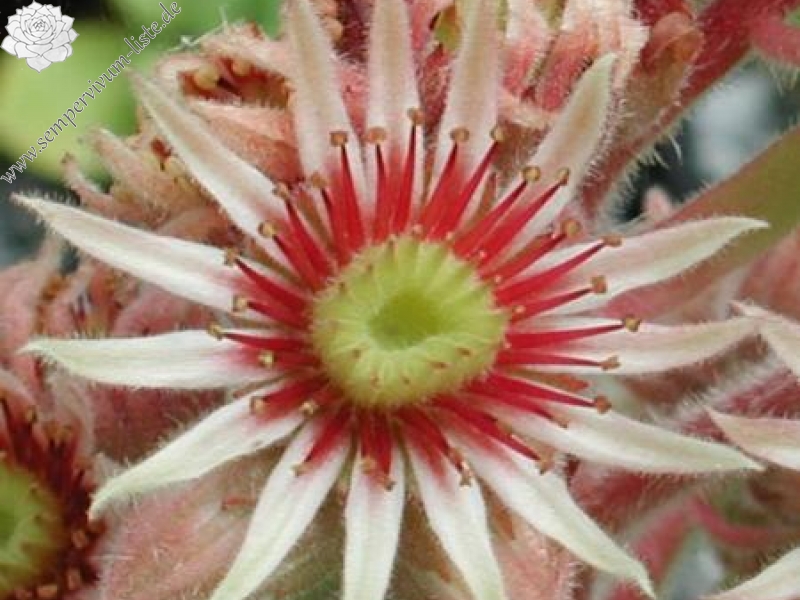 tectorum var. tectorum (alpinum) from Berninapass