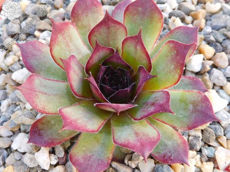 Alstertussi