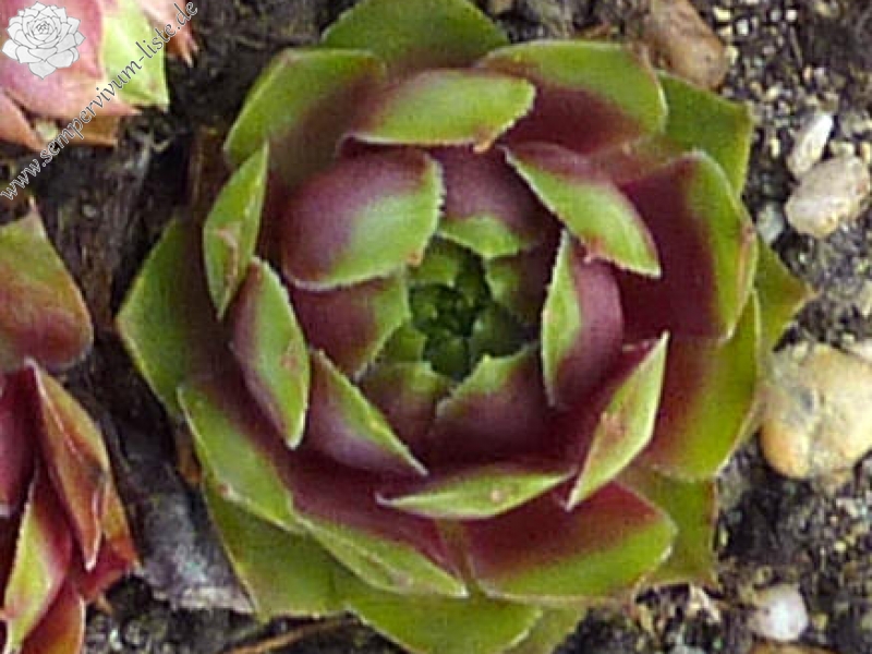 Amaucy