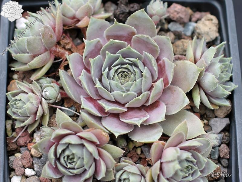 Andinn Grey Eminence