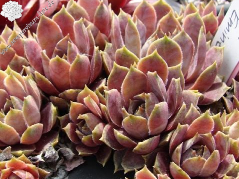 Andinn Grey Eminence