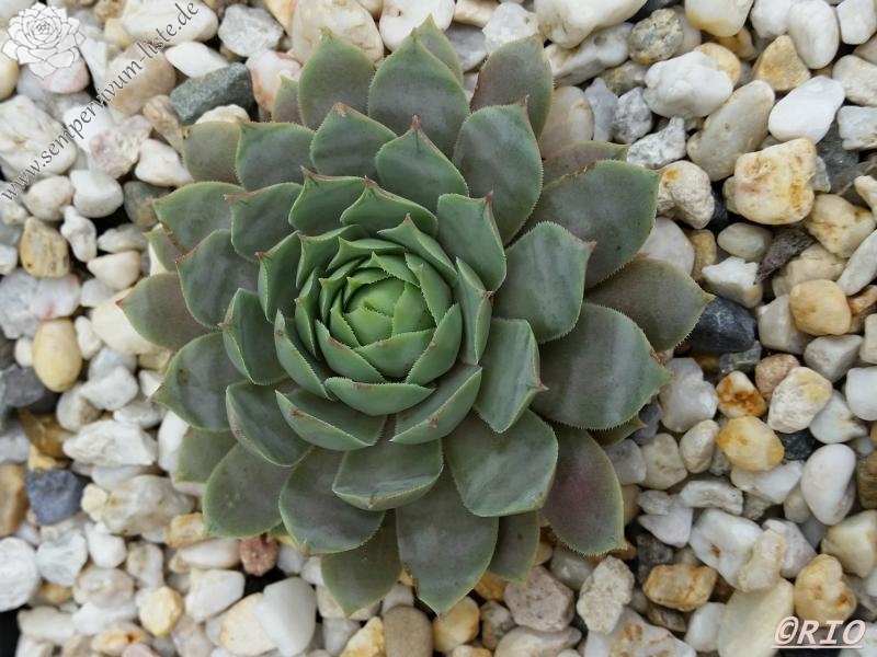 Andinn Grey Eminence