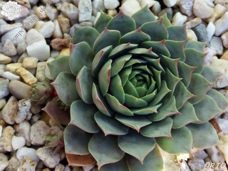 Andinn Grey Eminence