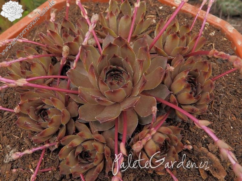 Andinn Secret Passion