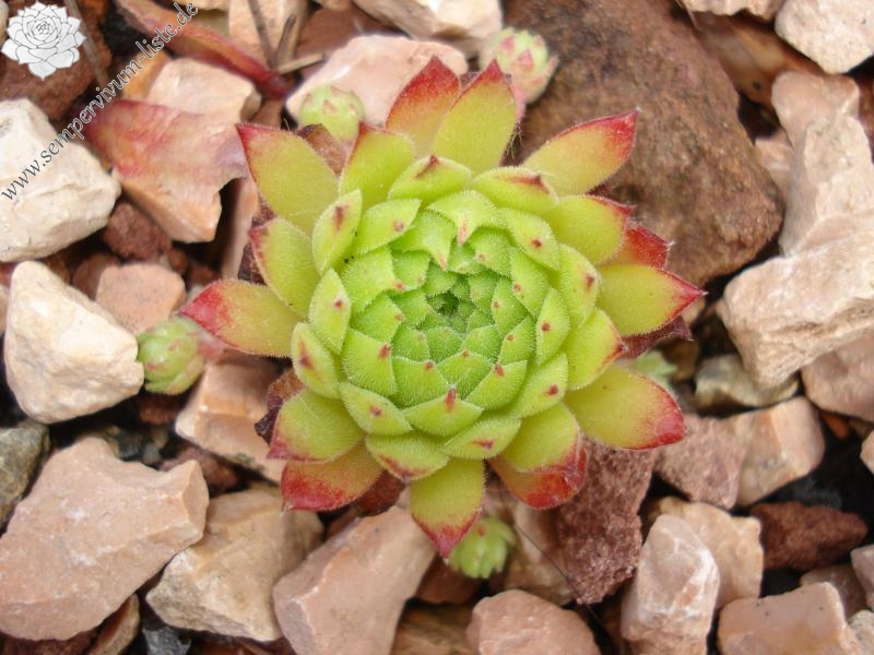 Angorite