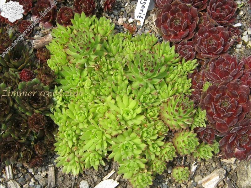 Angorite