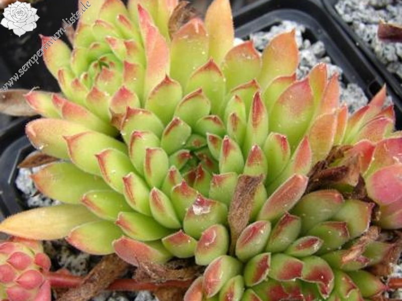 marmoreum ssp. reg.-am. (angustissimum) fr. Borsod-Abani-Zemplén/Regec