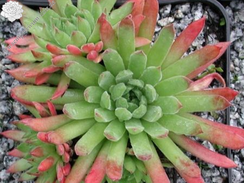 marmoreum ssp. reginae-amaliae (angustissimum)