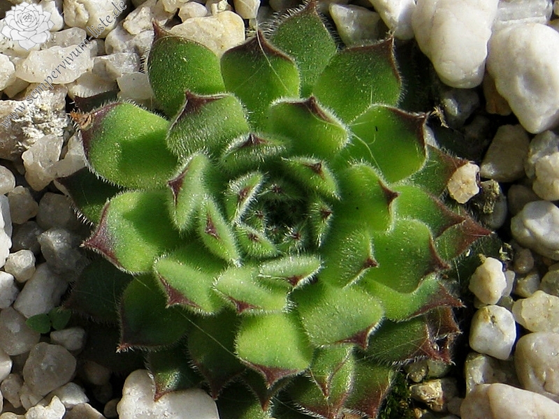 Apollonia