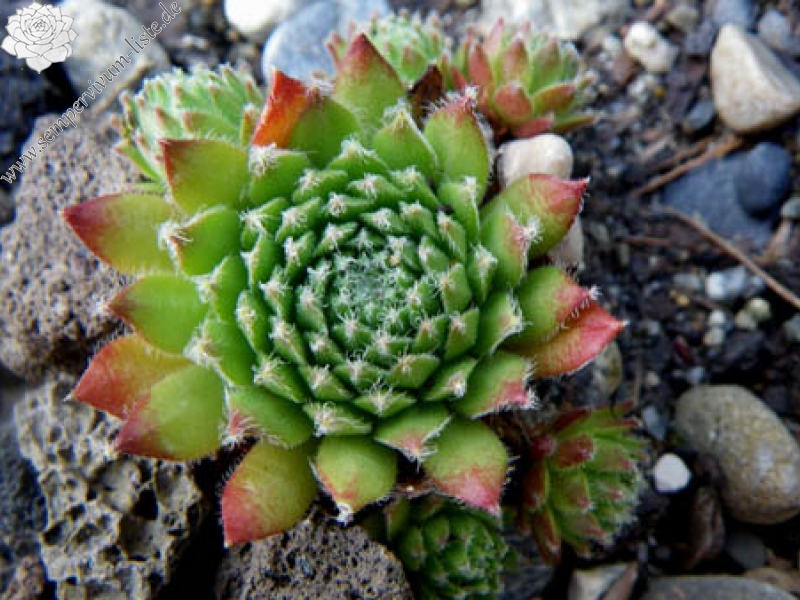 vaccarii from Val Soana