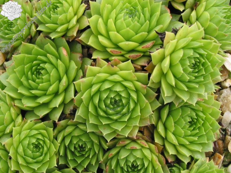 marmoreum ssp. ballsii from Smolikas