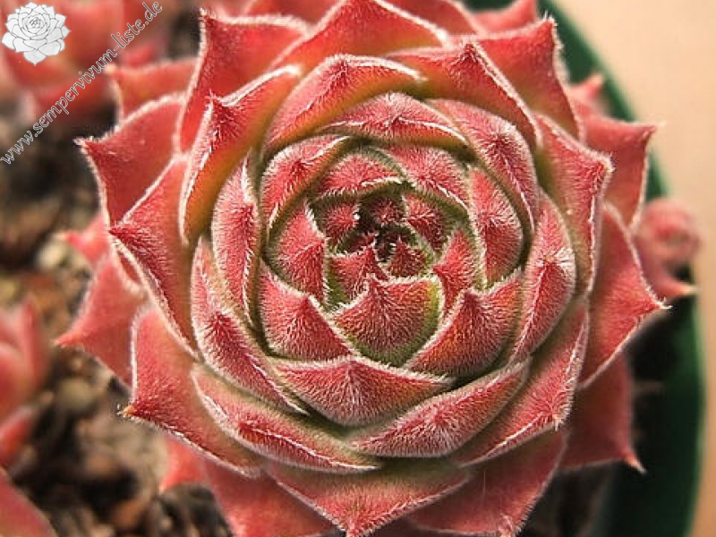 montanum ssp. burnatii