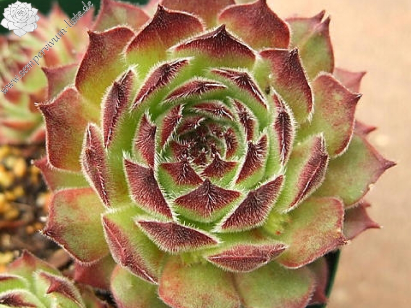 montanum ssp. burnatii