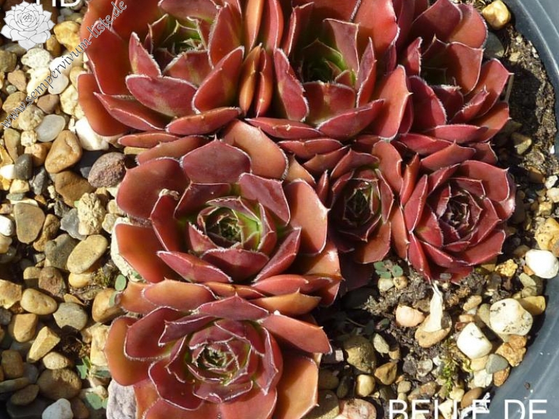 Belle de Crecy / Jovi