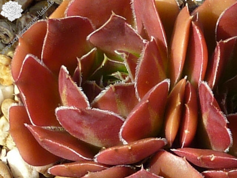 Belle de Crecy / Jovi